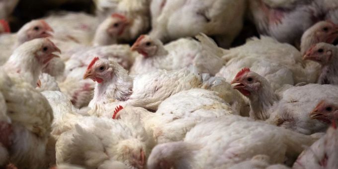 2,1 Prozent der 634 Millionen im Jahr 2021 geschlachteten Masthühner waren nicht zum Verzehr geeignet - das sind mehr als 13,3 Millionen. 2,1 Prozent der 634 Millionen im Jahr 2021 geschlachteten Masthühner waren nicht zum Verzehr geeignet - das sind mehr als 13,3 Millionen.