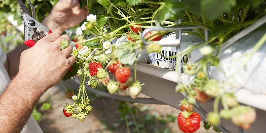 Die Saison für einheimische Erdbeeren beginnt in der Schweiz. In den nächsten Wochen werden Schweizer Produzentinnen und Produzenten wöchentlich mehr als 1000 Tonnen der süssen Frucht ernten. (Archivbild)