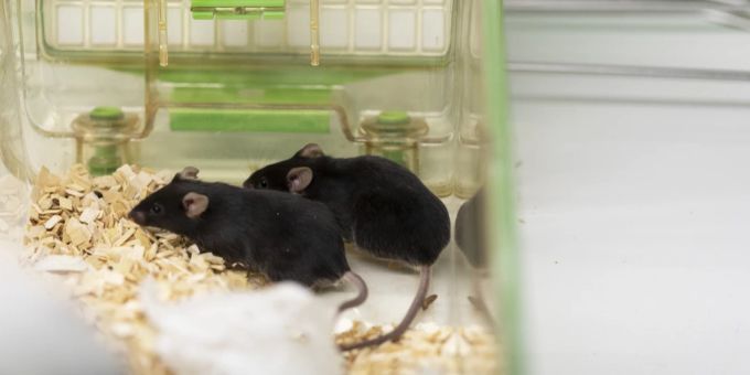 Eine neue Bildbearbeitung gibt detaillierte Einblicke zu Tierverhalten. ETH