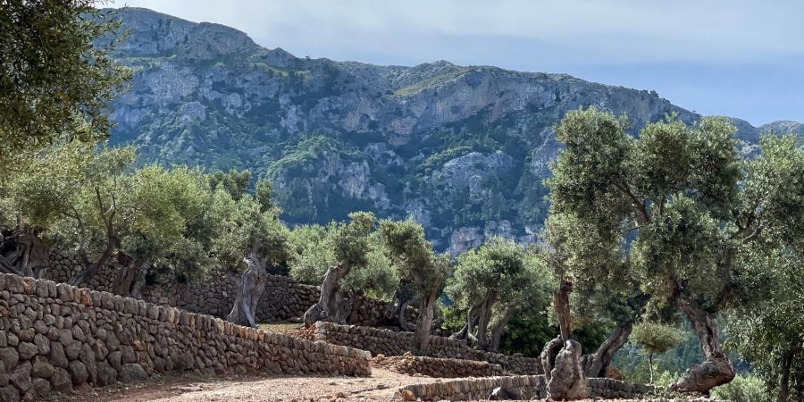 Die Wanderweg im Olivenhain des Hotels La Residencia in Deià prägt das Hinterland mit seiner Bergidylle auf Mallorca.