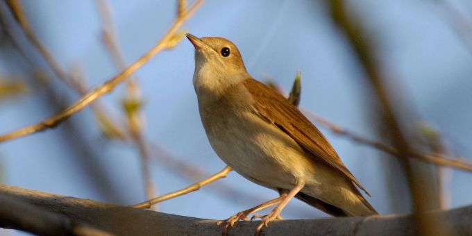 Bei der «Stunde der Gartenvögel» sind mehr als doppelt so viele Nachtigallen gezählt worden als im Vorjahr. Bei der «Stunde der Gartenvögel» sind mehr als doppelt so viele Nachtigallen gezählt worden als im Vorjahr.