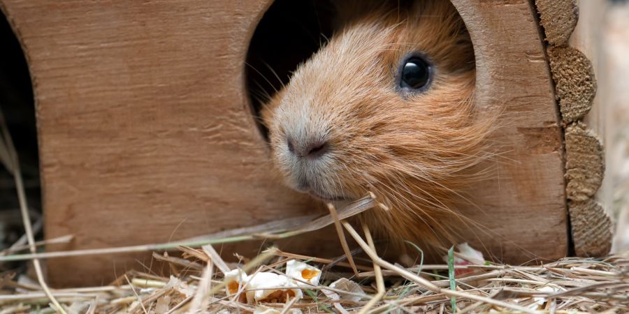 Verstecktes Meerschweinchen schaut aus Häuschen