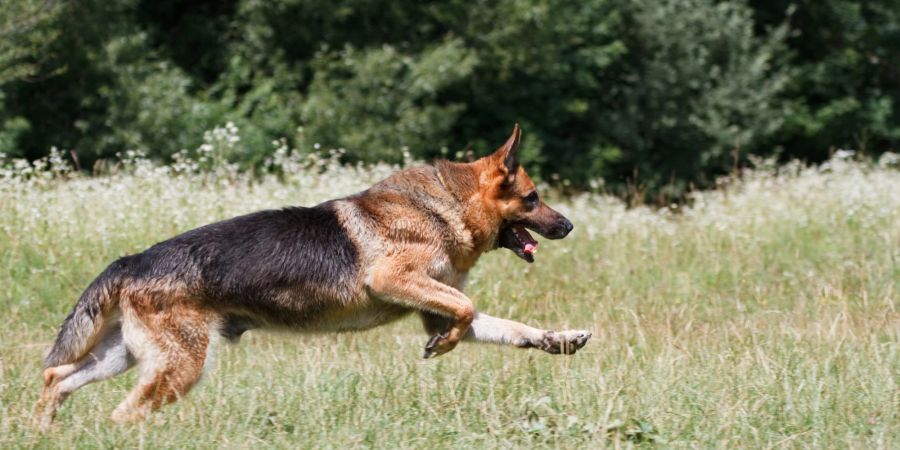 Deutscher Schäferhund