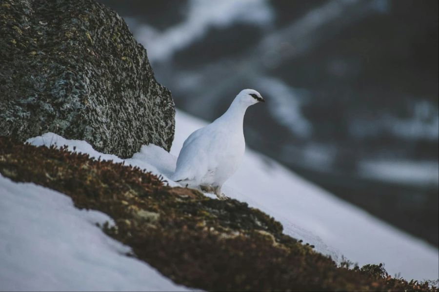 ... oder Schneehühner. (Archivbild)