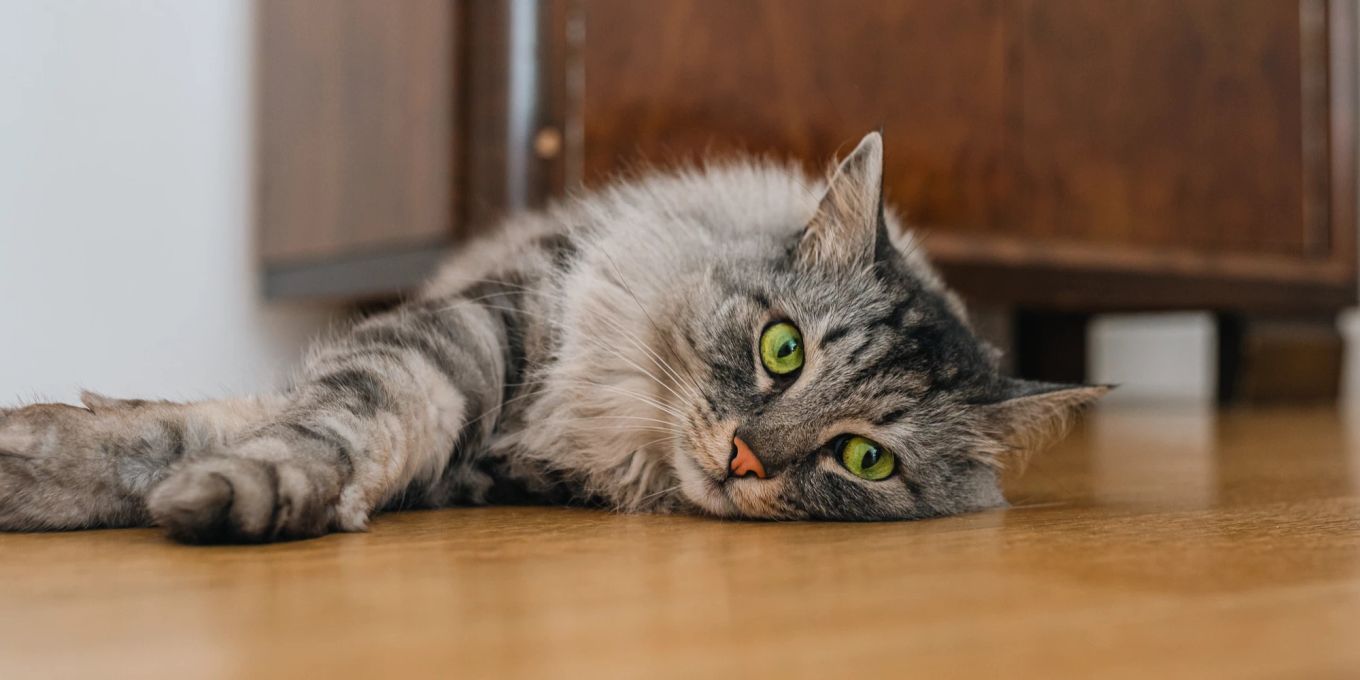 Mit diesen 6 Tipps entspannt sich die rollige Katze | Nau.ch