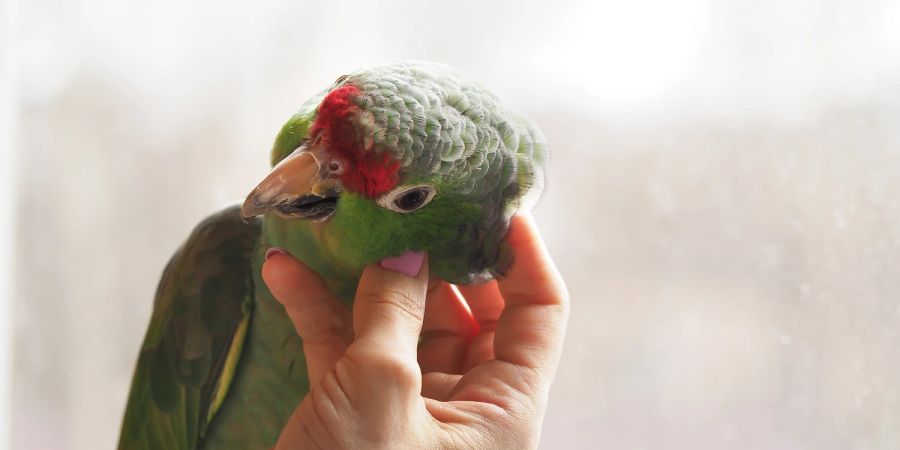 Vogel auf der Hand wird gestreichelt