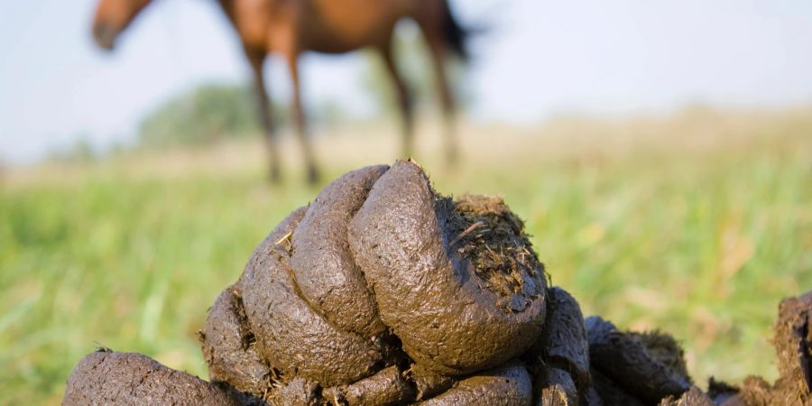 Der Pferdemist kann viel über die Gesundheit eines Pferdes aussagen.