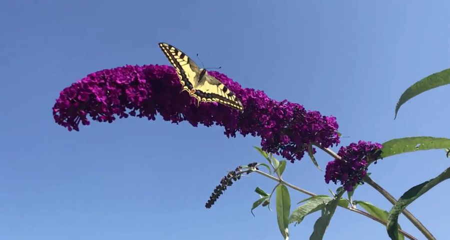 Sommerflieder Schmetterlingsstrauch