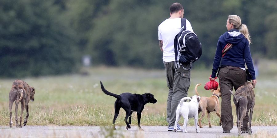 Der Schweizer Tierschutz STS empfiehlt Hundebesitzern ein Anti-Giftköder-Training. Dort lernen die Vierbeiner, nichts vom Boden zu fressen.