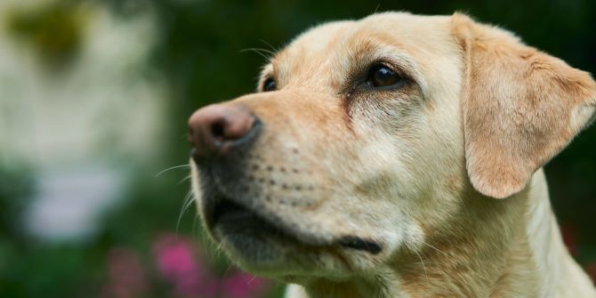 Labrador