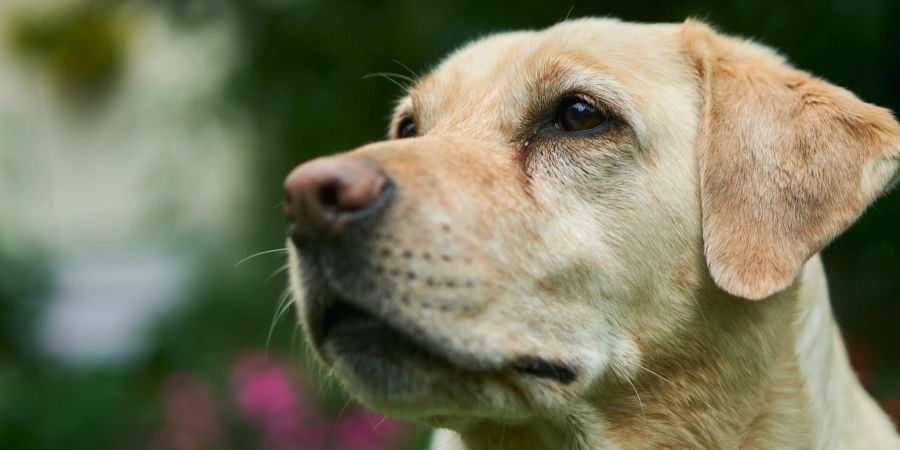 Labrador