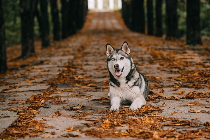 Huskys sind nicht gut fürs Stadtleben geeignet. Husky im Park