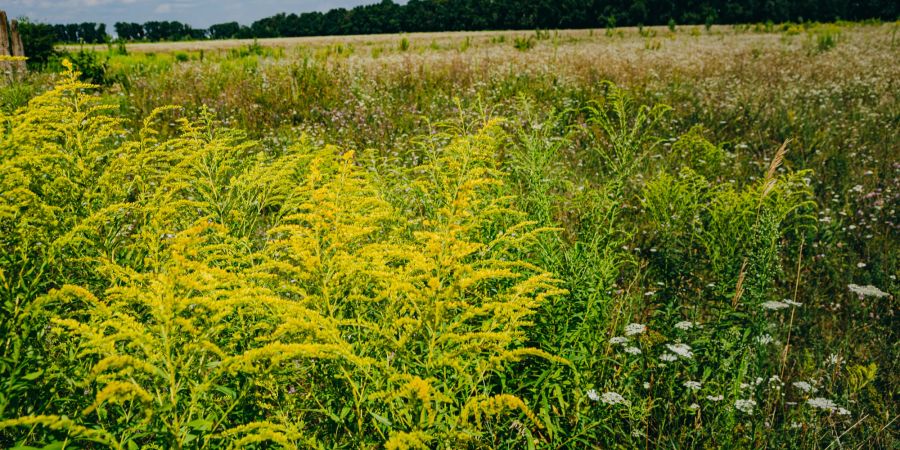 Pflanzen Feld Blüte gelb