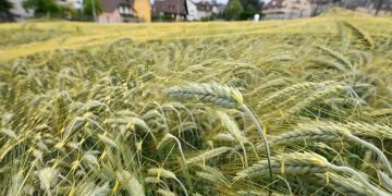 Bundesrat Pflanzen Gentechnik