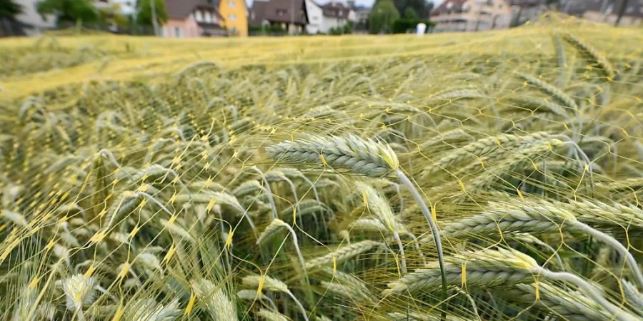 Bundesrat Pflanzen Gentechnik