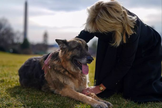 Der ältere Hund, Champ, darf im Weissen Haus bleiben. Biden's presidential dogs arrive at White House