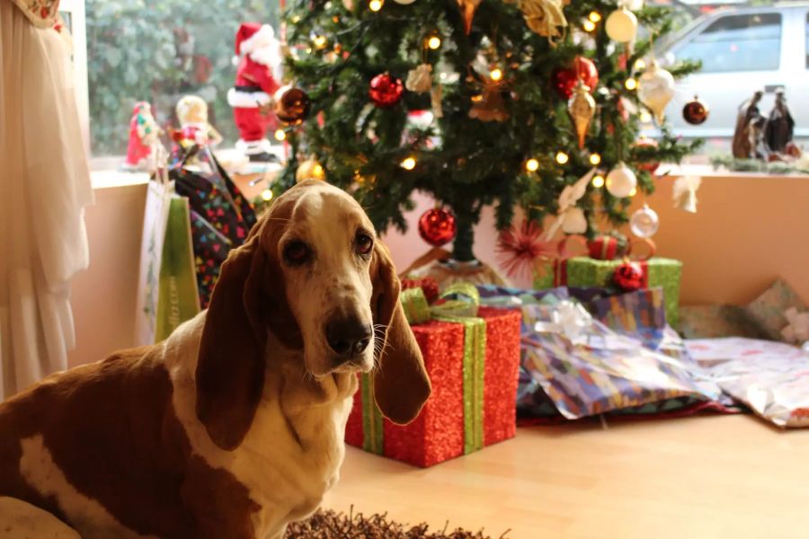 Hund unter Weihnachtsbaum.