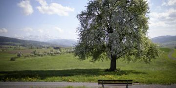 hagenwil