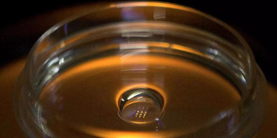 Eine Mikroplatte mit Embryonen, die mit Cas9-Protein und PCSK9 sgRNA injiziert wurden, ist in einem Labor in Shenzhen in der südchinesischen Provinz Guangdong zu sehen. Foto: Mark Schiefelbein/AP/dpa