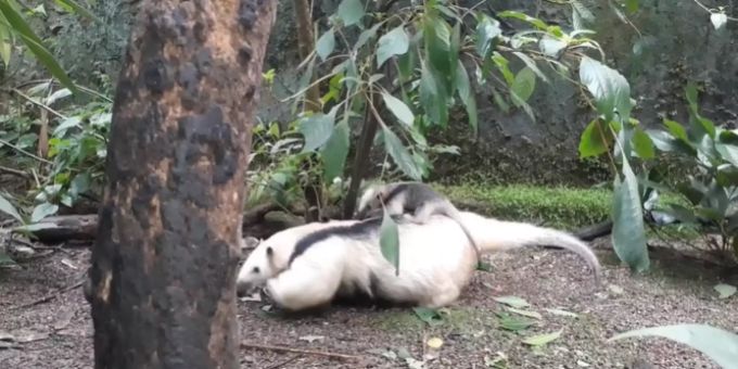 Good News - Tamandua-Baby erkundet auf Rücken der Mama das Papiliorama