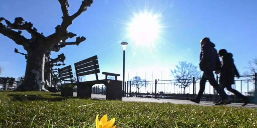 Der Frühling lockt: Krokusse an einer Uferpromenade am Bodensee. Foto: Felix Kästle/dpa