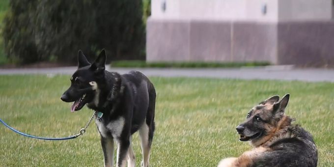 Bidens Schäferhunde Major (links) und Champ Bidens Schäferhunde Major (links) und Champ