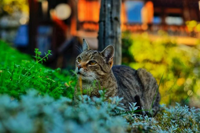 Darum sollten Sie Ihre Freigängerkatze unbedingt kastrieren