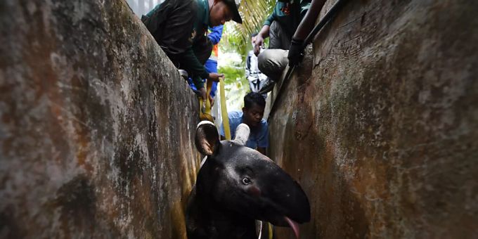 Tapir im Schulabfluss - Sechsstündige Rettungsaktion in Malaysia
