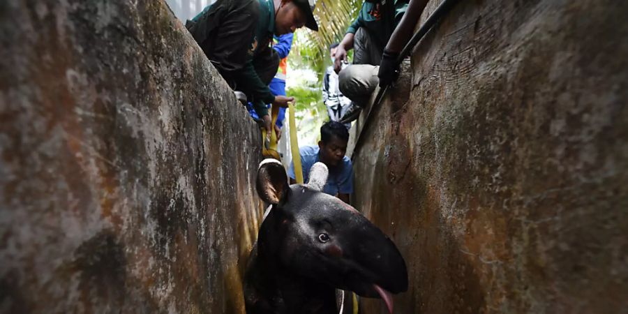 dpatopbilder - Mitglieder des Ministeriums für Wildtiere und Nationalparks, die von der Civil Defense Force unterstützt werden, versuchen, einen ausgewachsenen männlichen Tapir aus einem Abfluss der Sungai Soi National Secondary School zu befreien. Foto: Mohd Faizol Aziz/BERNAMA/dpa