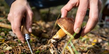 pilze sammeln wildtiere