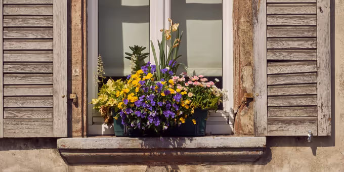 Flower box with spring flowers