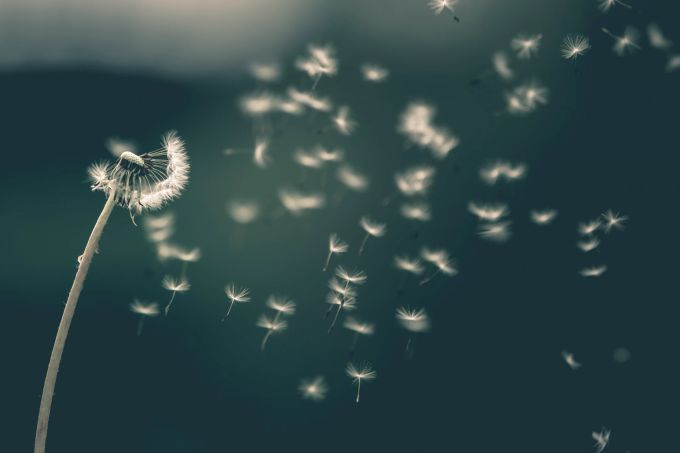 Das Universum reagiert zeitversetzt auf unsere Wünsche. Löwenzahn im Wind