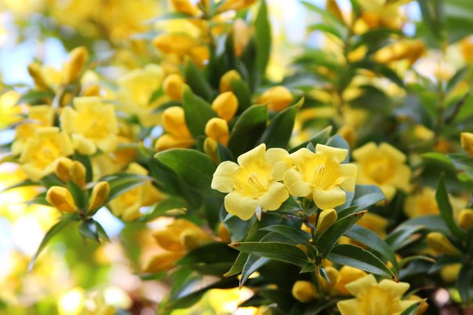 Carolina-Jasmin (Gelsemium sempervirens) wird gerne als Erkältungs- oder Grippemittel verwendet. Gelsemium
