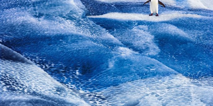 Ein Adeliepinguin steht auf einem blauen Eisberg im Rossmeer. Die Antarktis ist in Gefahr, und mit ihr die gesamte Erde. Denn die Lebensräume des Planeten sind miteinander verbunden. Ein Adeliepinguin steht auf einem blauen Eisberg im Rossmeer. Die Antarktis ist in Gefahr, und mit ihr die gesamte Erde. Denn die Lebensräume des Planeten sind miteinander verbunden.
