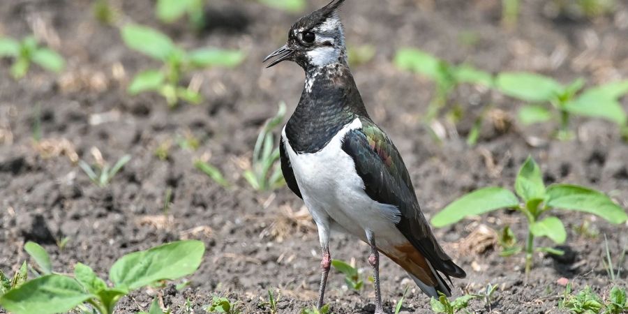 Ein Kiebitz (Vanellus vanellus) steht auf einem Feld. Der Vogelbestand in Niedersachsen und Bremen ist in den vergangenen Jahrzehnten deutlich zurückgegangen.