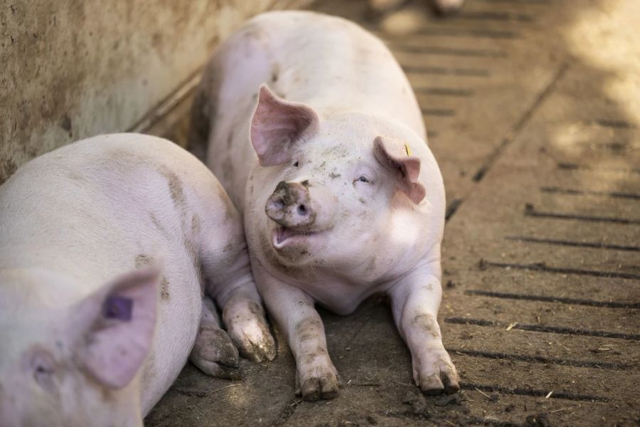 schwein