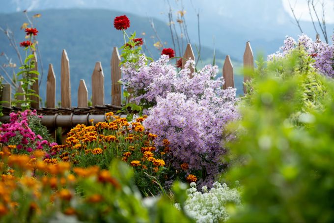 Gartenpracht im Oberfallerhof Garten