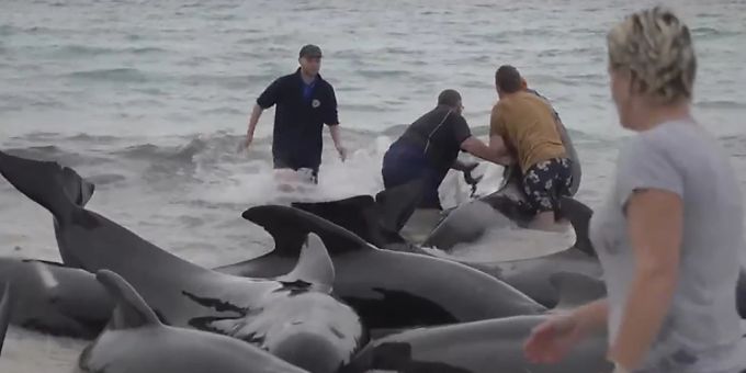 Retter versuchen den gestrandeten Walen am Cheynes Beach östlich von Albany zu helfen. Foto: Australian Broadcasting Corp./AP/dpa Retter versuchen den gestrandeten Walen am Cheynes Beach östlich von Albany zu helfen. Foto: Australian Broadcasting Corp./AP/dpa