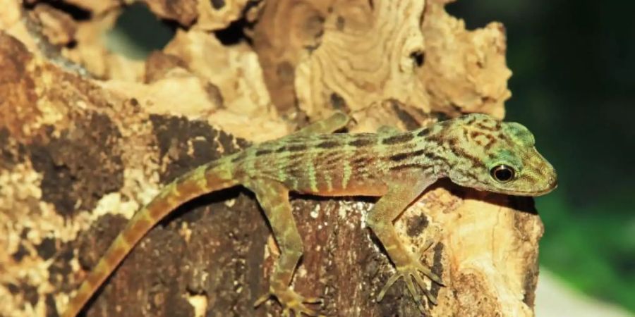Ein Jungtier einer weltweit extrem seltenen Gecko-Art ist in Münster zur Welt gekommen (Foto undatiert). Foto: Zoo Münster/dpa