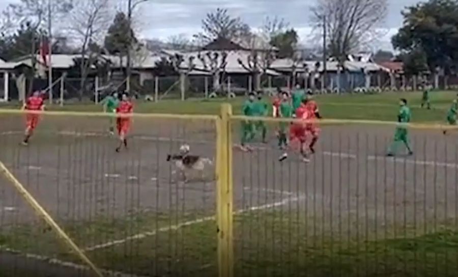 Via Rücken des Tieres gelangt der Ball tatsächlich in die Maschen.