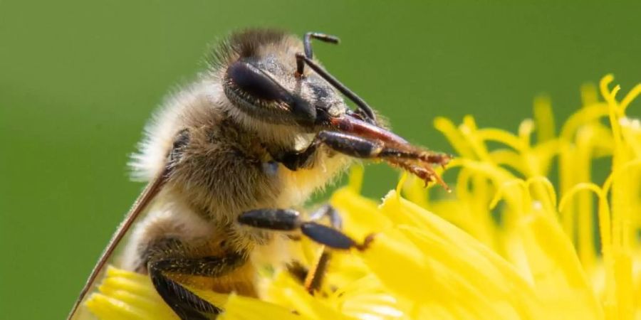 Insekten dürften davon profitieren, dass Glyphosat in Deutschland nur noch eingeschränkt benutzt werden darf. Foto: Sebastian Gollnow/dpa