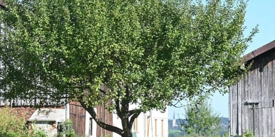 Hof in der Gemeinde Schechen, auf dem nach Angaben der Behörden eine nicht genehmigte Schule untergebracht war. Foto: Peter Kneffel/dpa