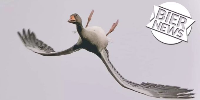 Diese Gans fliegt nicht wie normale Gänse. Gans Kopfüber