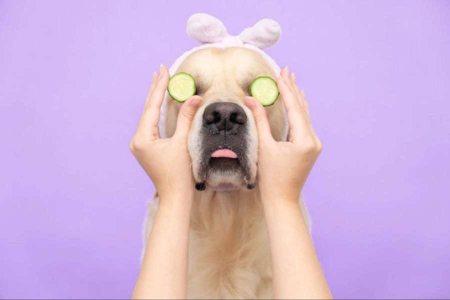 Hund mit Gurkenscheiben