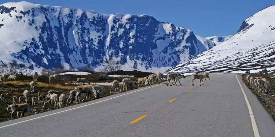 Die Rentiere des norwegischen Nordens überqueren bei ihrer Suche nach Schutz vor der Hitze eine Strasse.