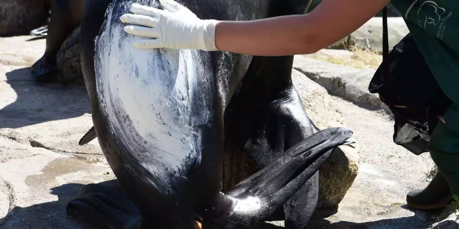 Die 150-Kilo-Seelöwin aus Uruguay hat eine Sonnenallergie.