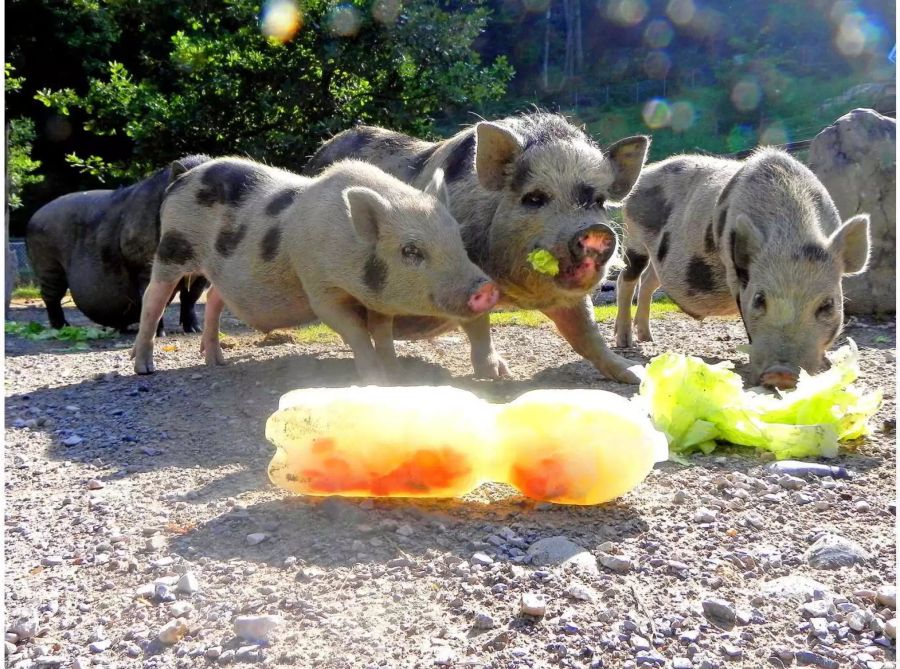 Abkühlung für die Tiere - zvg von der Stadt Aarau