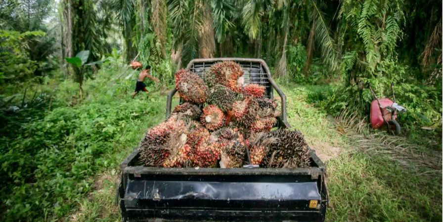 palmöl indonesien