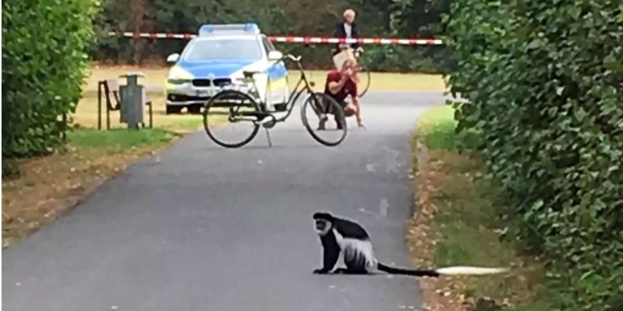 Ein Mantelaffe sitzt auf einem Weg in Münster.