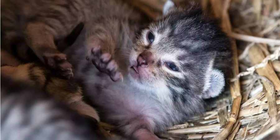 Eine anderthalb Wochen junge Wildkatze streckt sich in einem Freigehege für Wildkatzen.